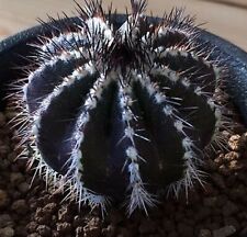 Uebelmannia pectinifera cactus usato  Spedire a Italy