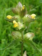 Yellow rattle wildflower for sale  Shipping to Ireland