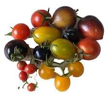 Samen cherry tomaten gebraucht kaufen  Kallmünz