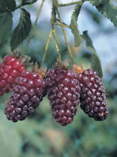 Pianta lampone tayberry usato  Putignano