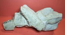 Fossil partial skull for sale  Sheridan