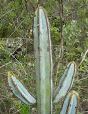 Pilosocereus fulvilanatus exotic rare columnar cacti tall cactus seed 300 SEEDS for sale  Shipping to South Africa