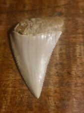 Giant shark tooth for sale  Shipping to Ireland