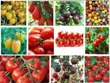 Cherry tomatoes small for sale  Deltona