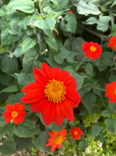 Tithonia rotundifolia mexican for sale  BECCLES