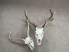 Red deer stag for sale  ISLE OF MULL