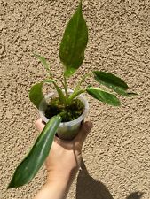 Exact plant philodendron for sale  West Covina