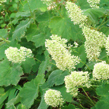 40 AUTUMN BRIDE CORAL BELLS SEEDS - Heuchera villosa ‘Autumn Bride’ for sale  Shipping to South Africa