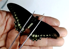 Papilio battus eracon d'occasion  Expédié en Belgium