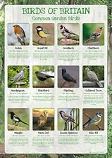 Popular garden birds for sale  COALVILLE