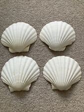 Scallop shells large for sale  SITTINGBOURNE