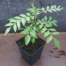 Curry leaf plant for sale  Shipping to Ireland