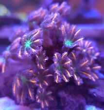 Live coral frag for sale  Erie