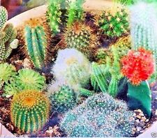 Cactus mixed flowering for sale  STOKE-ON-TRENT