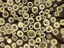 Bambusröhrchen 8mm insektenho gebraucht kaufen  Salzwedel