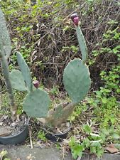 Vaso opuntia gomei usato  Caronia