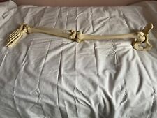 Fully articulated anatomical for sale  THATCHAM