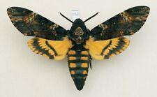 Sphingidae - Acherontia atropos - Death's-head Hawk-moth - #152 - male for sale  Shipping to South Africa