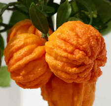 Citrus aurantium arancio usato  Napoli