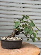 Melo cotogno bonsai usato  Italia