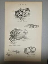 Used, Antique Print 1870 Frogs Engraving Edible Tree Frog Tadpoles for sale  Shipping to South Africa