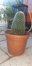 pianta grassa cactus usato  Italia
