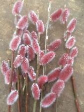 Salix aso rare for sale  CAERNARFON