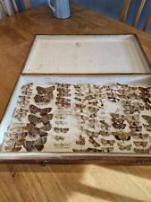 Victorian entomology for sale  HULL