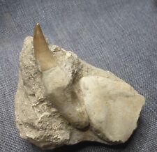 Dent mosasaure fossile d'occasion  Vitry-le-François