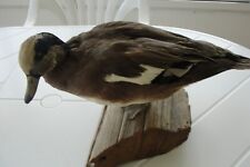 Vintage domesticated duck taxidermy for sale  Shipping to South Africa