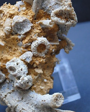 Fossilien korallen seeigel gebraucht kaufen  Mergelstetten,Oggenhsn.