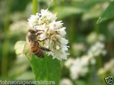 Buckwheat seeds bee for sale  Pikeville