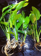 Echinodorus mix plante d'occasion  Krautergersheim