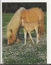 Horse postcard friedrich for sale  ALTON