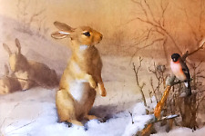 Rabbit watching bullfinch for sale  NELSON