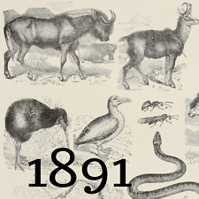 1891 animal line for sale  Tonawanda