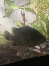 Live green sunfish. for sale  Bastrop