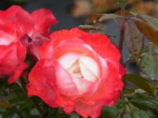 Nostalgische edelrose rose gebraucht kaufen  Pinneberg