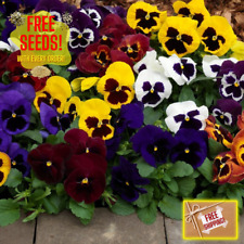 Fresh premium pansy for sale  South Dartmouth