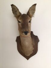 Taxidermy roe deer for sale  CLYNDERWEN