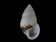 Land snails Amphidromus perversus rufocintus 48.4mm ID#6130 for sale  Shipping to South Africa