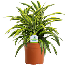 Dracaena surprise plant for sale  UK