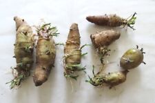 jerusalem artichokes for sale  LONDON