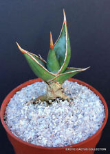 Sansevieria pinguicula rare for sale  Miami