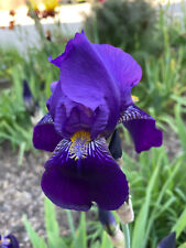 Schwertlilie iris spectabilis gebraucht kaufen  Tussenhausen