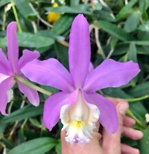 Harrisonian cattleya orchid for sale  Shipping to Ireland