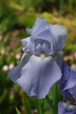 Iris harbour blue for sale  HORSHAM