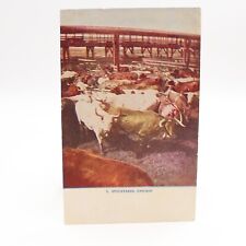 Horned cattle herd for sale  Owatonna