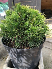 Pinus mugo varella for sale  WORTHING