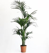 KENTIA Piante da interno vera tropicale palma da Appartamento ALTEZZA 140 cm usato  Valenzano